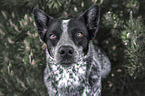 Australian Cattle Dog Portrait