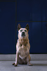 sitting Australian Cattle Dog