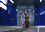 sitting Australian Cattle Dog