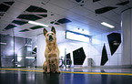 sitting Australian Cattle Dog