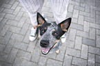 sitting Australian Cattle Dog