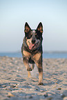 running Australian Cattle Dog