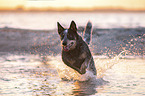 running Australian Cattle Dog