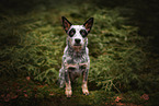 Australian Cattle Dog