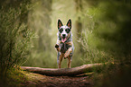 Australian Cattle Dog