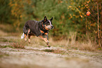 Australian Cattle Dog in autumn