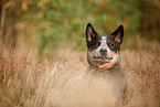 Australian Cattle Dog in autumn