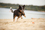 Australian Cattle Dog at lakeside