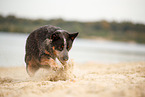 Australian Cattle Dog at lakeside