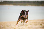 Australian Cattle Dog at lakeside