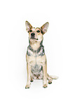sitting Australian Cattle Dog