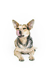 lying Australian Cattle Dog