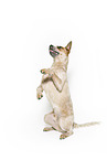sitting Australian Cattle Dog