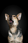 Australian Cattle Dog Portrait