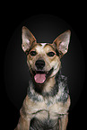 Australian Cattle Dog Portrait