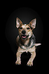 lying Australian Cattle Dog