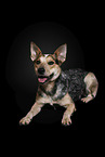 lying Australian Cattle Dog