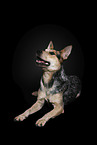 lying Australian Cattle Dog