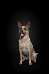 sitting Australian Cattle Dog