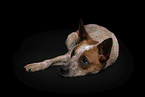 lying Australian Cattle Dog