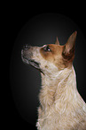 Australian Cattle Dog Portrait