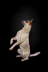 sitting Australian Cattle Dog