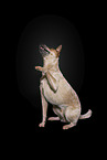 sitting Australian Cattle Dog