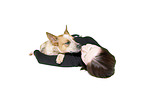 young woman with Australian Cattle Dog