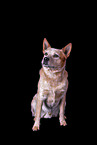sitting Australian Cattle Dog
