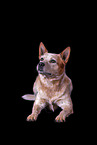 lying Australian Cattle Dog