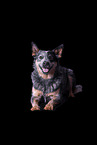 lying Australian Cattle Dog
