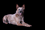 lying Australian Cattle Dog