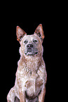 Australian Cattle Dog Portrait