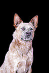 Australian Cattle Dog Portrait