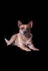 lying Australian Cattle Dog