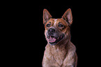 Australian Cattle Dog Portrait