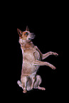 sitting Australian Cattle Dog