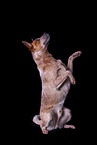 sitting Australian Cattle Dog