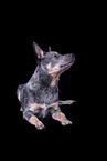 lying Australian Cattle Dog
