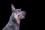 Australian Cattle Dog Portrait