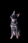 sitting Australian Cattle Dog