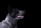 Australian Cattle Dog Portrait