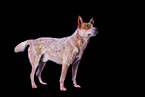 standing Australian Cattle Dog