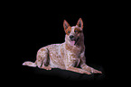 lying Australian Cattle Dog