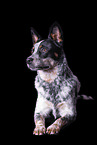 lying Australian Cattle Dog