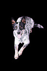 lying Australian Cattle Dog