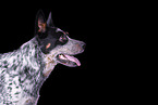 Australian Cattle Dog Portrait