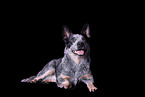 lying Australian Cattle Dog