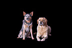 Australian Cattle Dog and Labrador