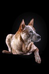 lying Australian Cattle Dog